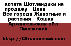 котята Шотландики на продажу › Цена ­ 5 000 - Все города Животные и растения » Кошки   . Архангельская обл.,Пинежский 